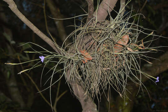 Image of Tillandsia mallemontii Glaz. ex Mez