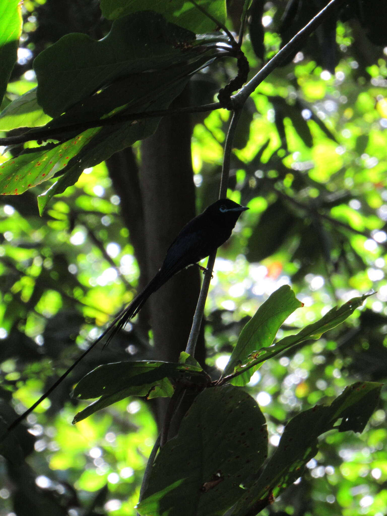 Image of Seychelles Black Paradise Flycatcher