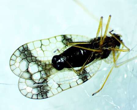 Image of azalea lace bug