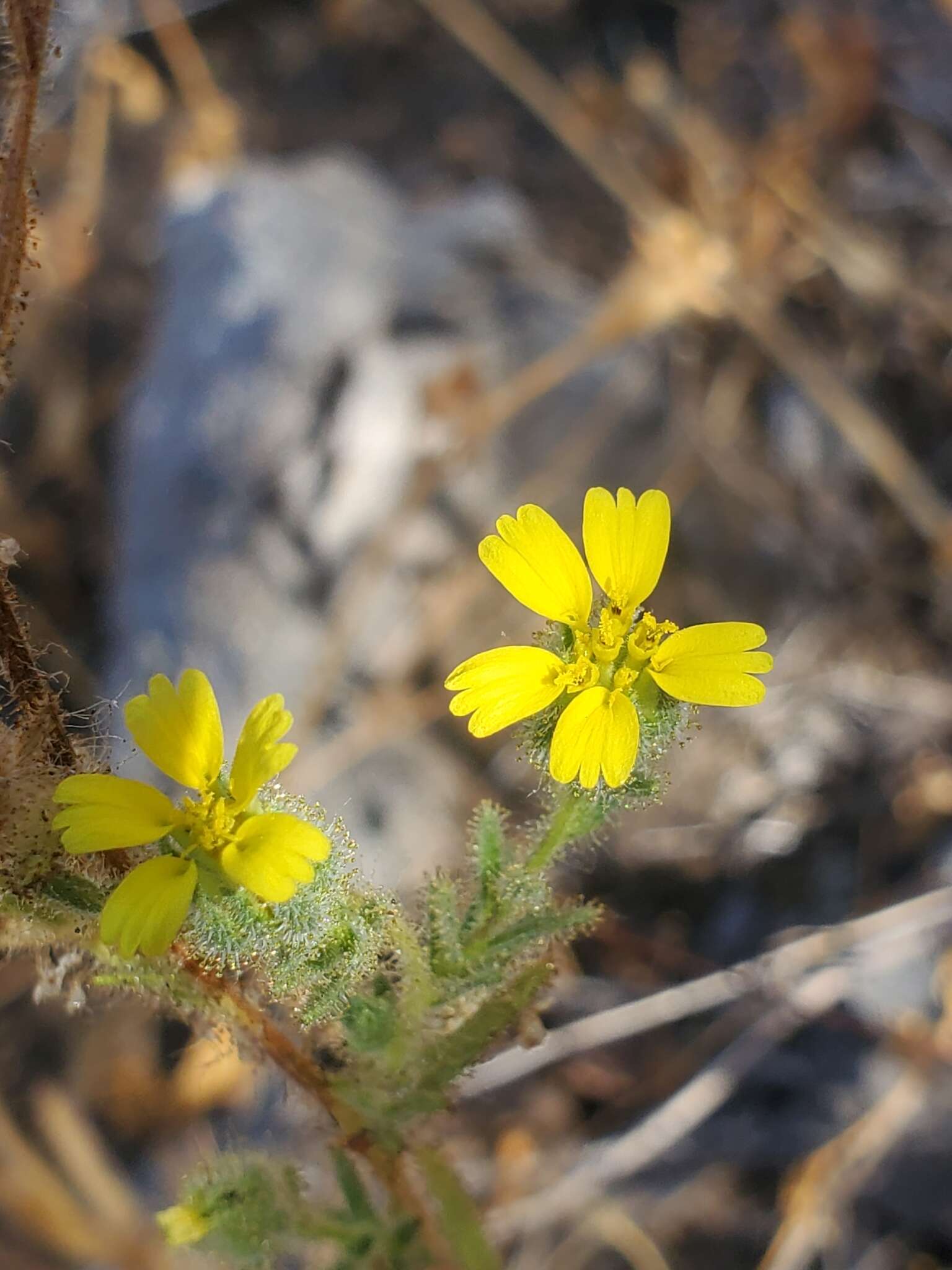 Image of Madia chilensis (Nutt.) Reiche