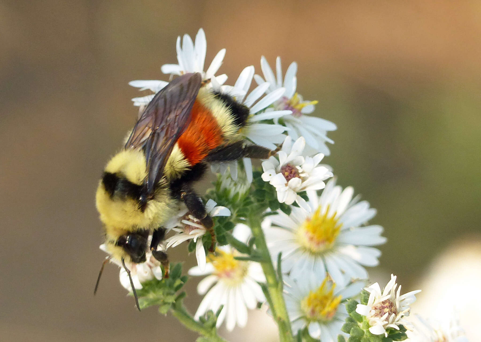 Слика од Bombus huntii Greene 1860