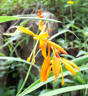 صورة Crocosmia aurea subsp. aurea