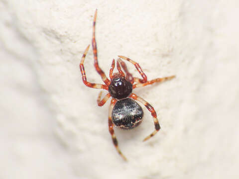 Image of Cryptachaea riparia (Blackwall 1834)