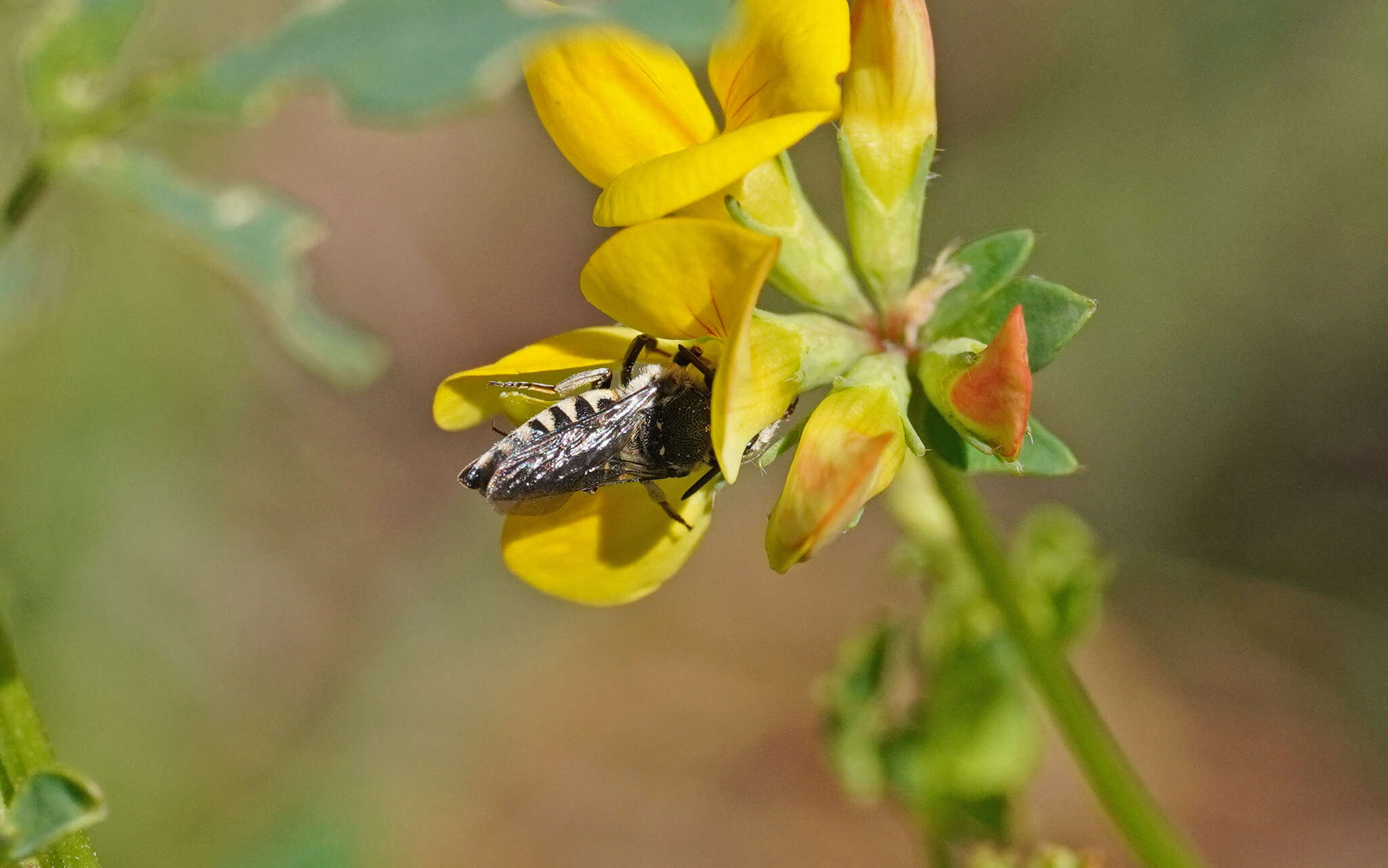 Image of Coelioxys afra Lepeletier 1841