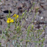 Image of <i>Lessingia <i>glandulifera</i></i> var. glandulifera