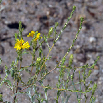 Image of <i>Lessingia <i>glandulifera</i></i> var. glandulifera