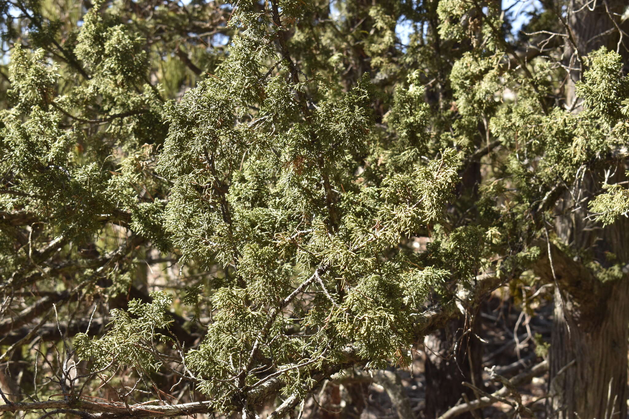 Image of Durango Juniper