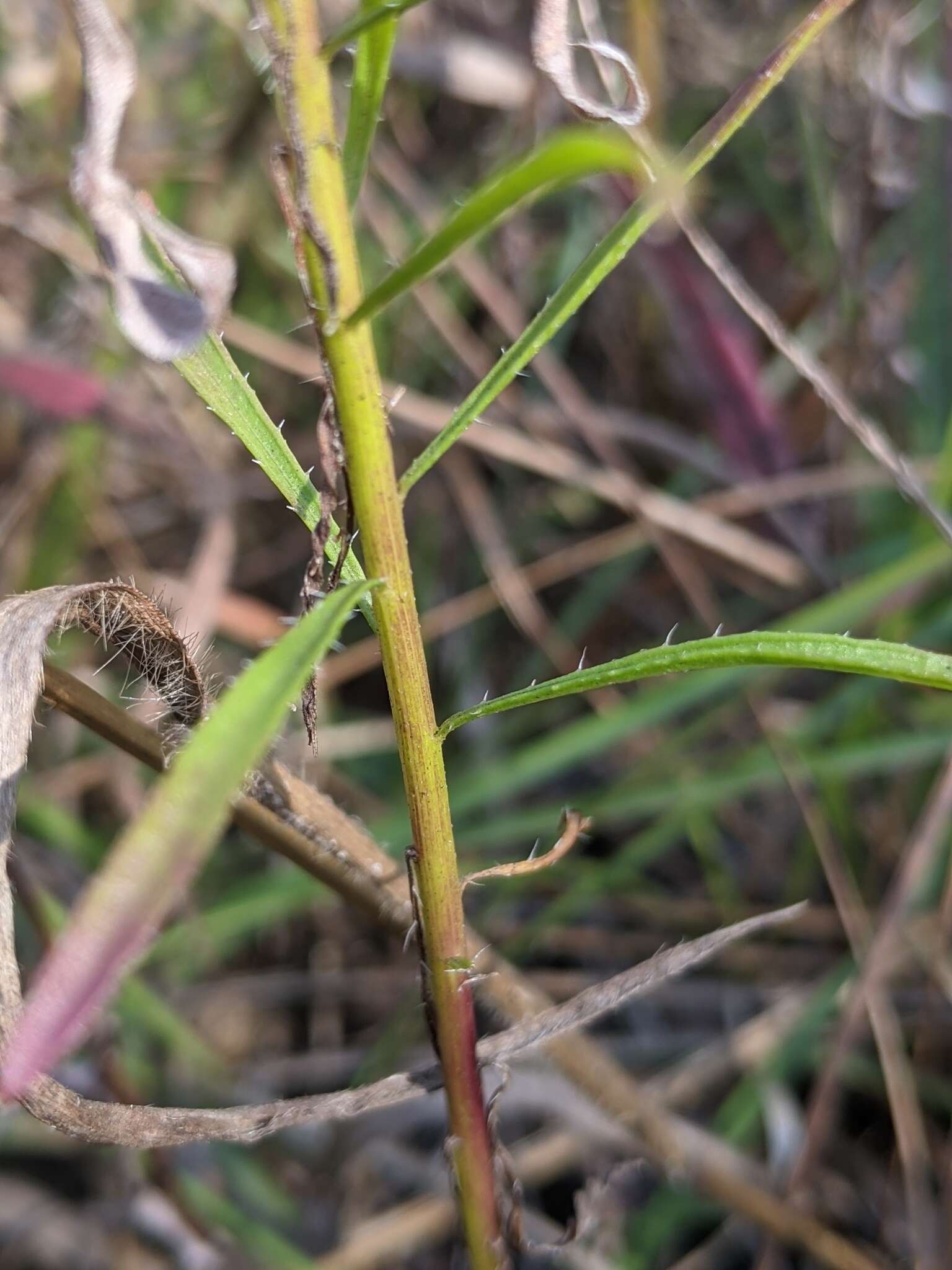 Image of Canadian Horseweed