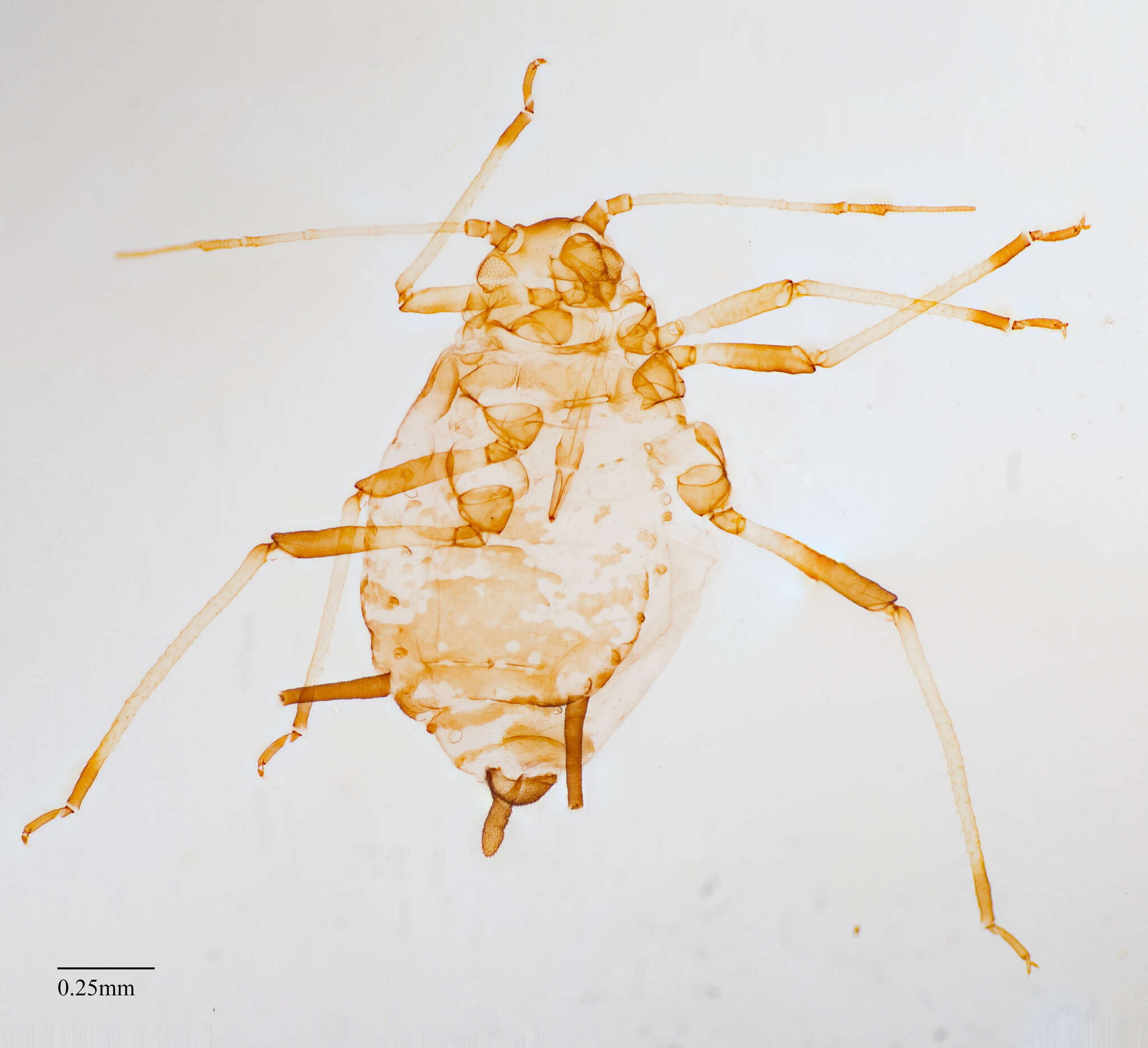 Image of Aphid