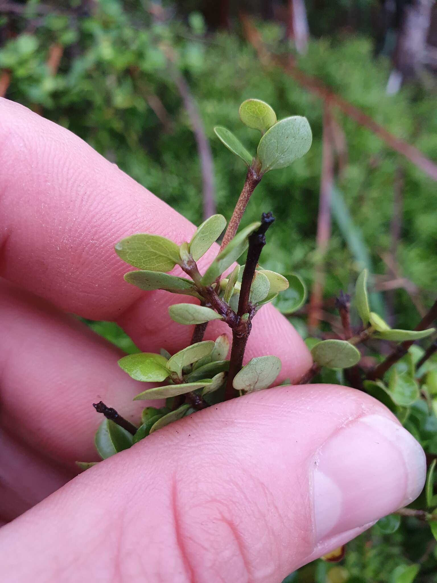 Image of Coprosma neglecta Cheeseman