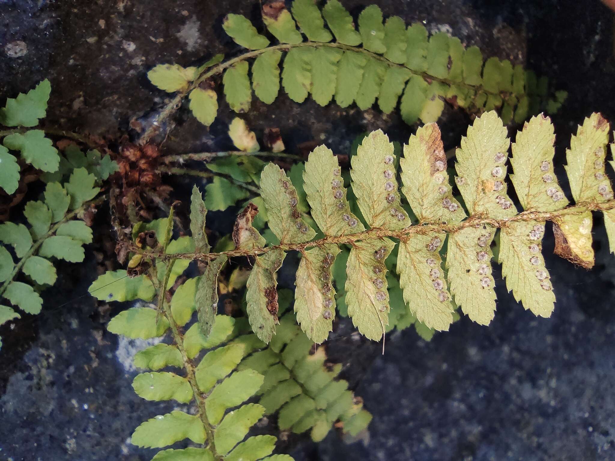 Plancia ëd Polystichum craspedosorum (Maxim.) Diels