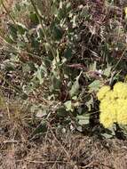 Image de Eriogonum compositum var. leianthum Hooker