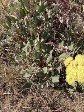 Image of arrowleaf buckwheat