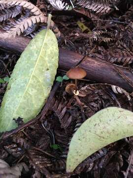 Image of Pholiotina gracilenta (Watling & G. M. Taylor) J. A. Cooper 2014