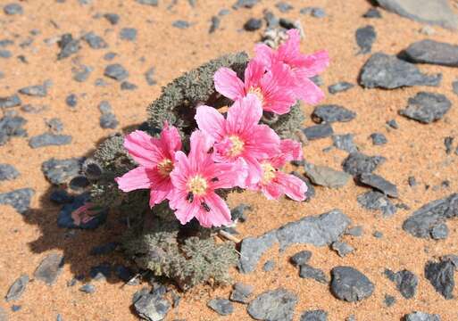 Image of Monsonia multifida E. Mey.