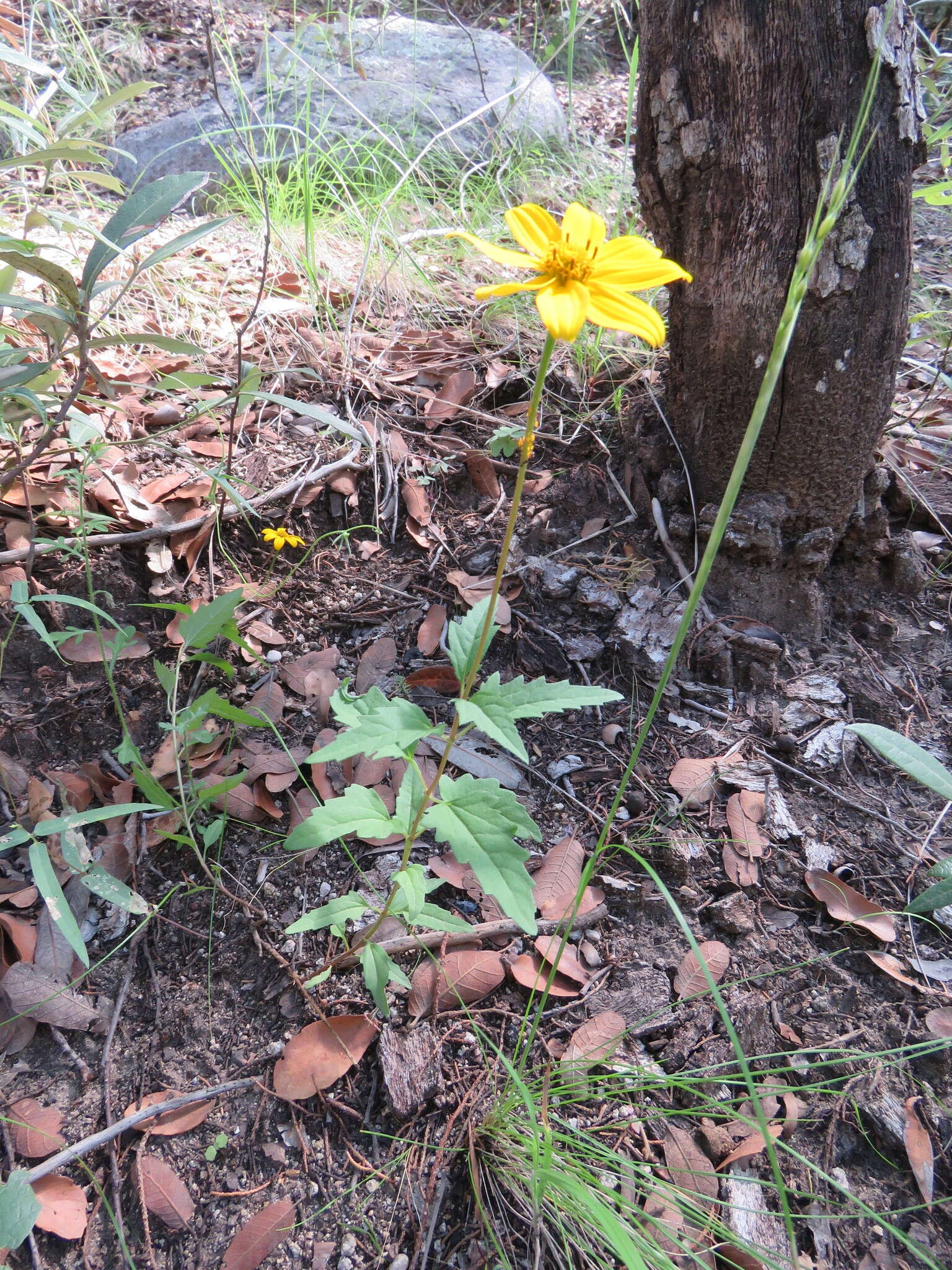 Image of mountain oxeye