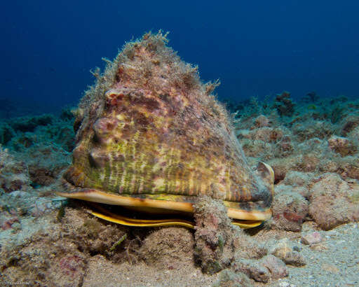 Image of Horned Helmet