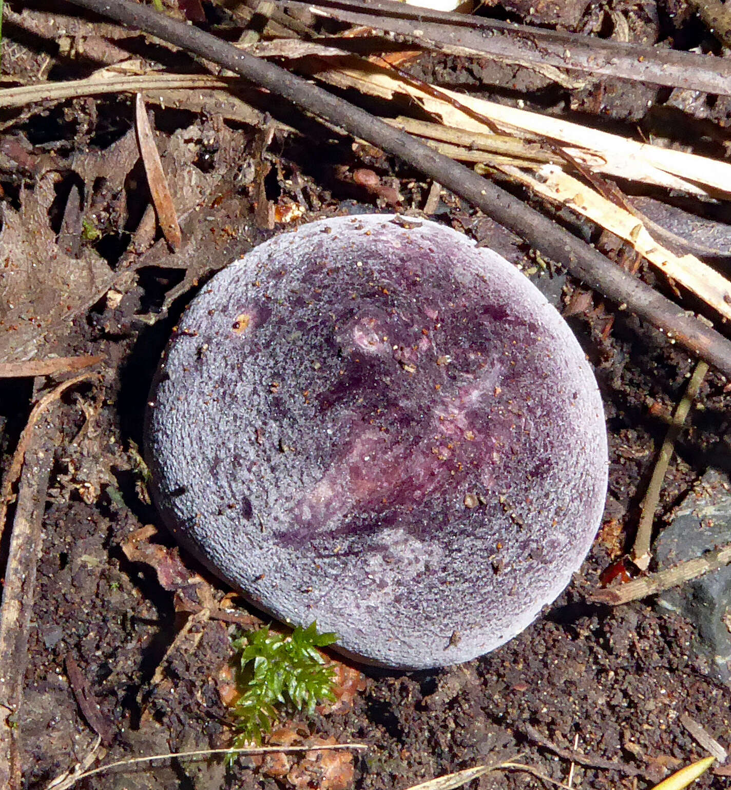 Image of Russula aucklandica McNabb 1973