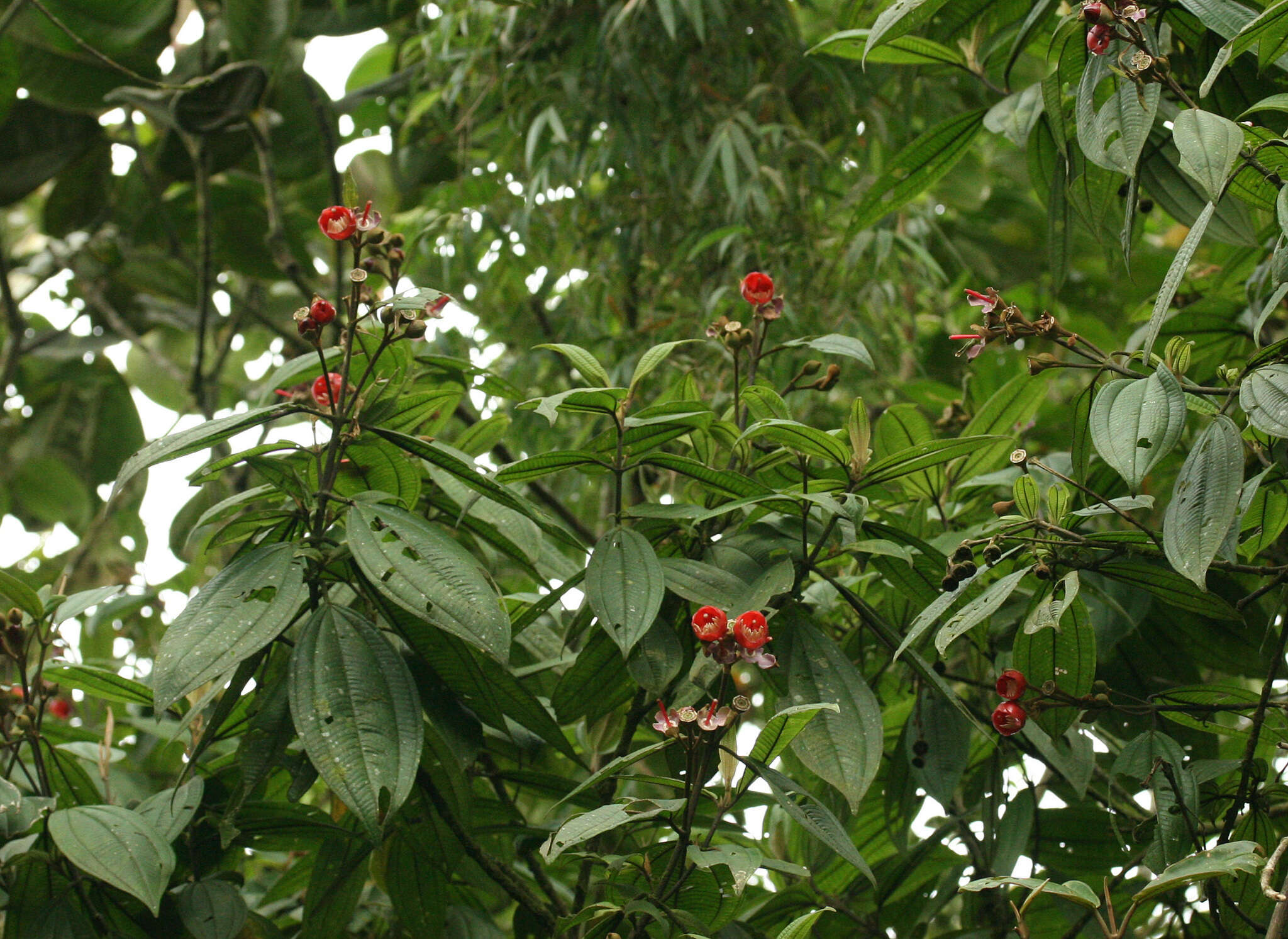 Meriania tomentosa (Cogn.) J. J. Wurdack resmi