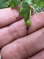 Image de Ribes rotundifolium Michx.