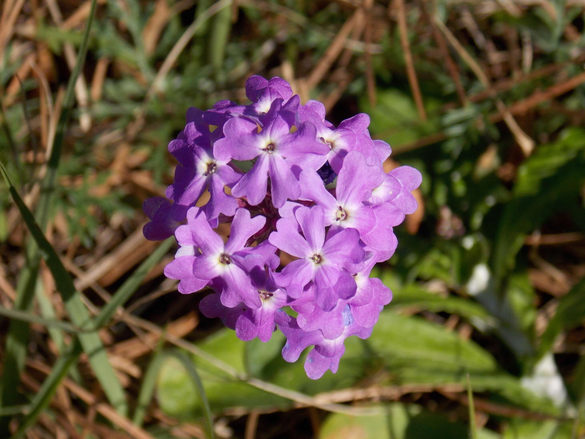 Image of Glandularia aristigera (S. Moore) Tronc.