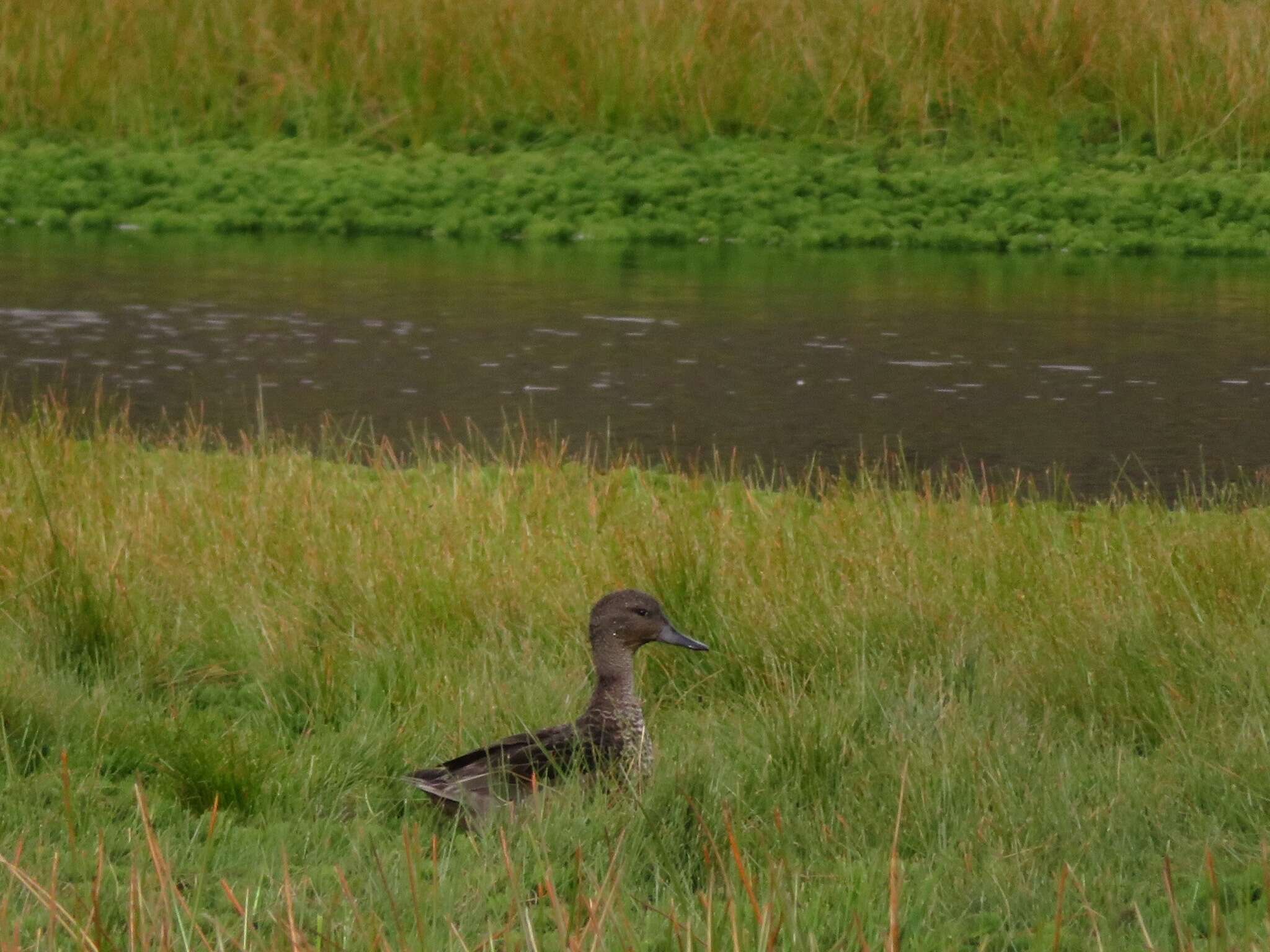 Image of Andean Teal