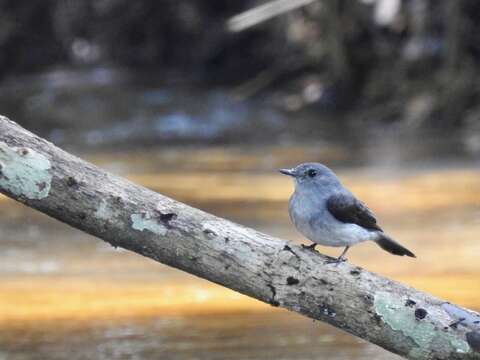 Image of Cassin's Flycatcher