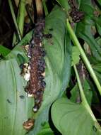 Image of Adanson's monstera