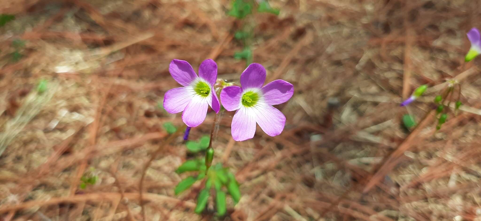 Sivun Oxalis hernandesii kuva