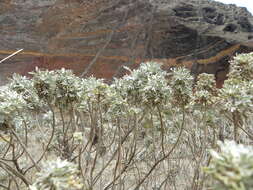 Слика од Artemisia argentea L'Hér.