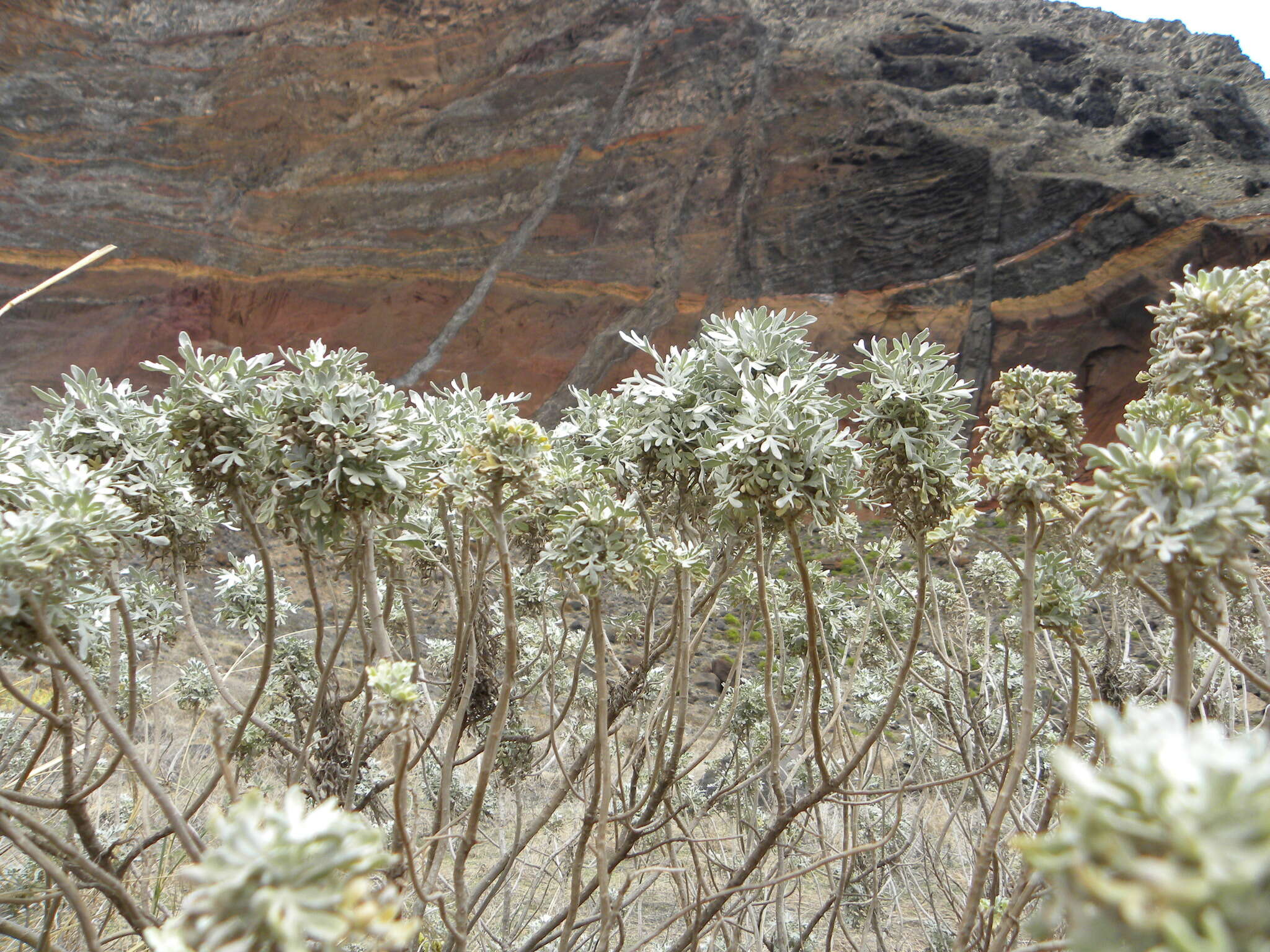 Слика од Artemisia argentea L'Hér.