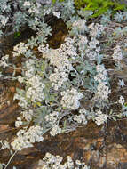 Слика од Helichrysum sutherlandii Harv.