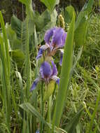 Image of Iris alberti Regel