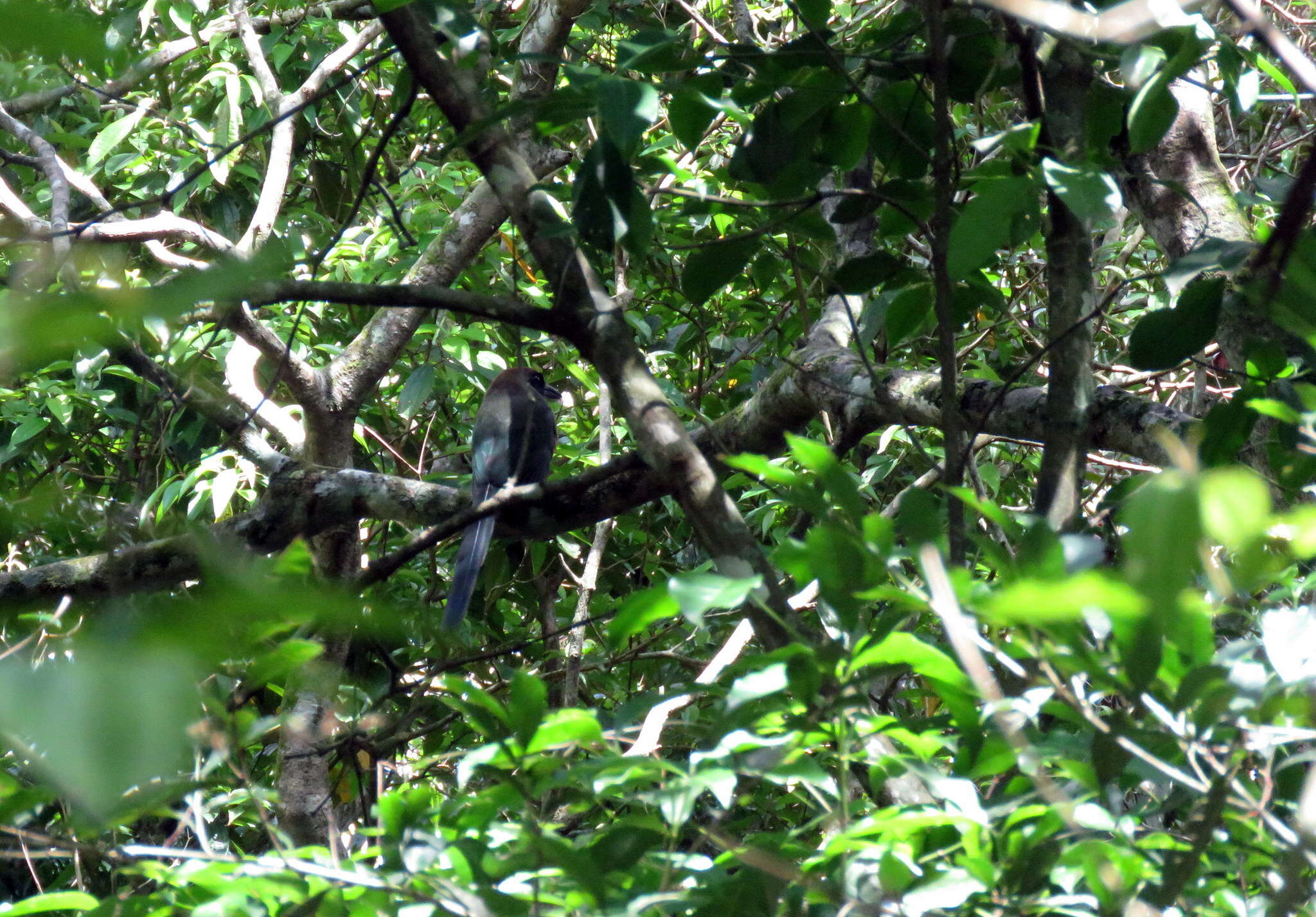 Image of Rufous-capped Motmot