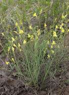 Image of Linaria altaica Fischer ex Ledeb.