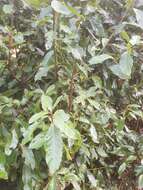 Image of Apollonias barbujana subsp. barbujana