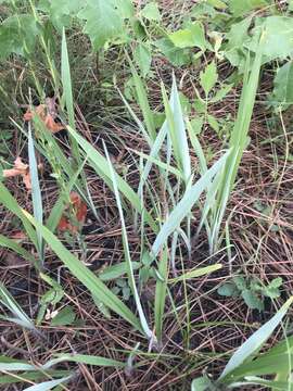 Image de Paspalum bifidum (Bertol.) Nash