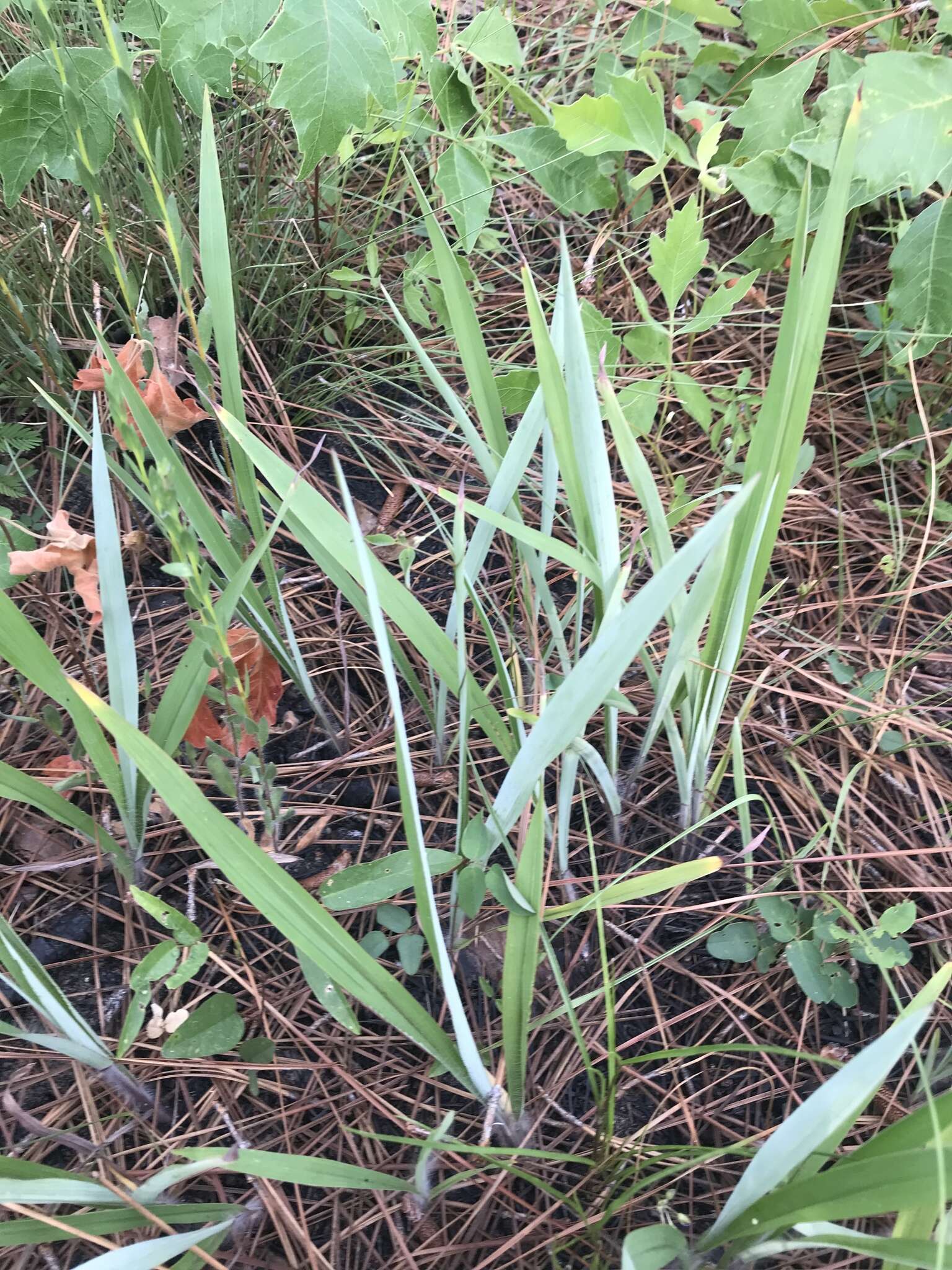 Image of Pitchfork Crown Grass