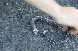 Image of Speckled Worm Lizard