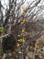 Image of Oxalis virgosa Molina