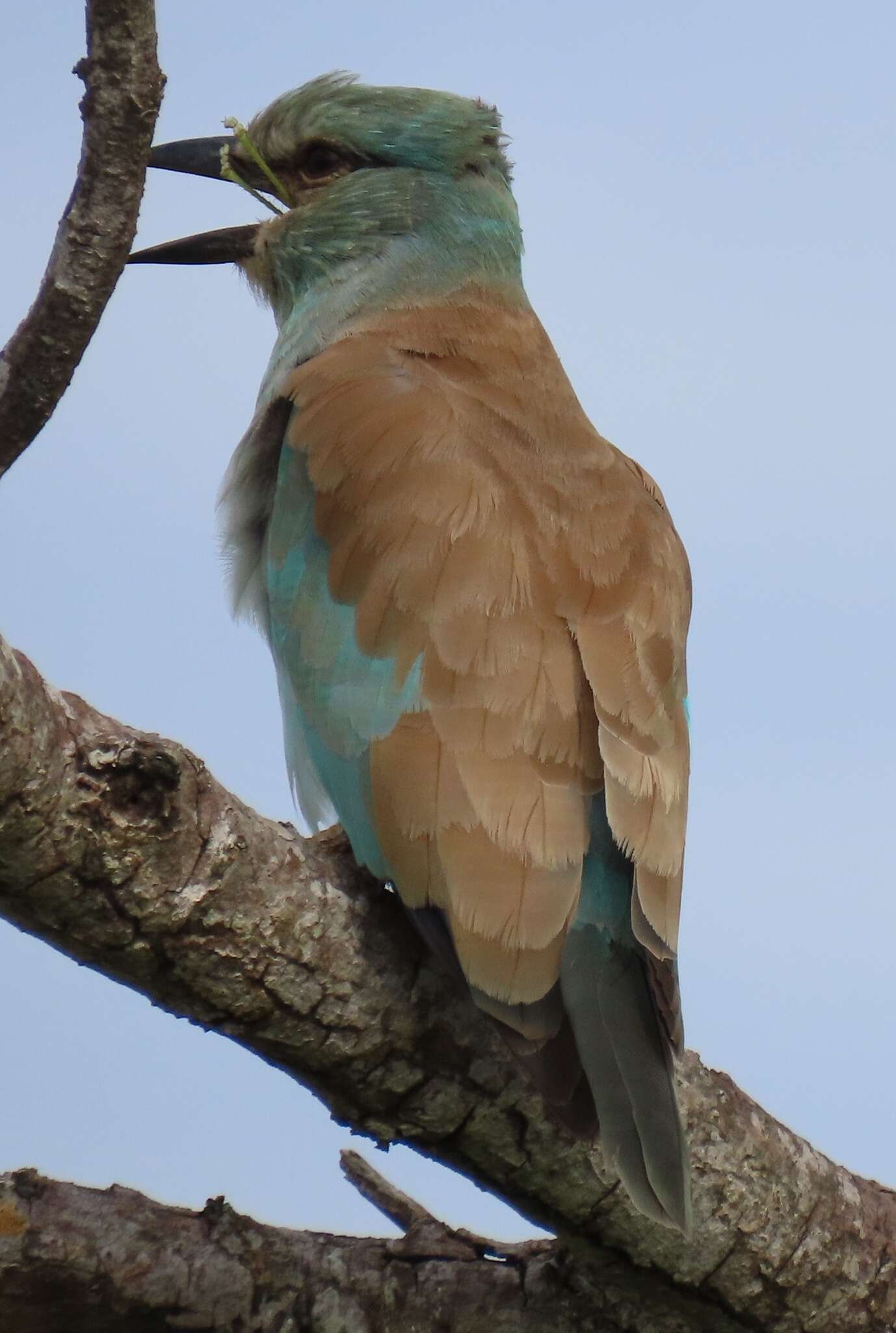 Image de Coracias garrulus semenowi Loudon & Tschusi 1902