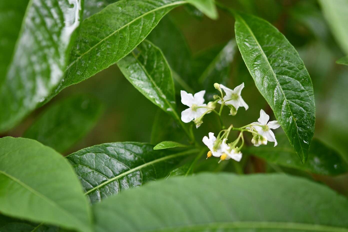 Plancia ëd Solanum aligerum Schltdl.