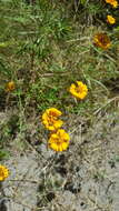 Image of Dyssodia decipiens (Bartl.) M. C. Johnston