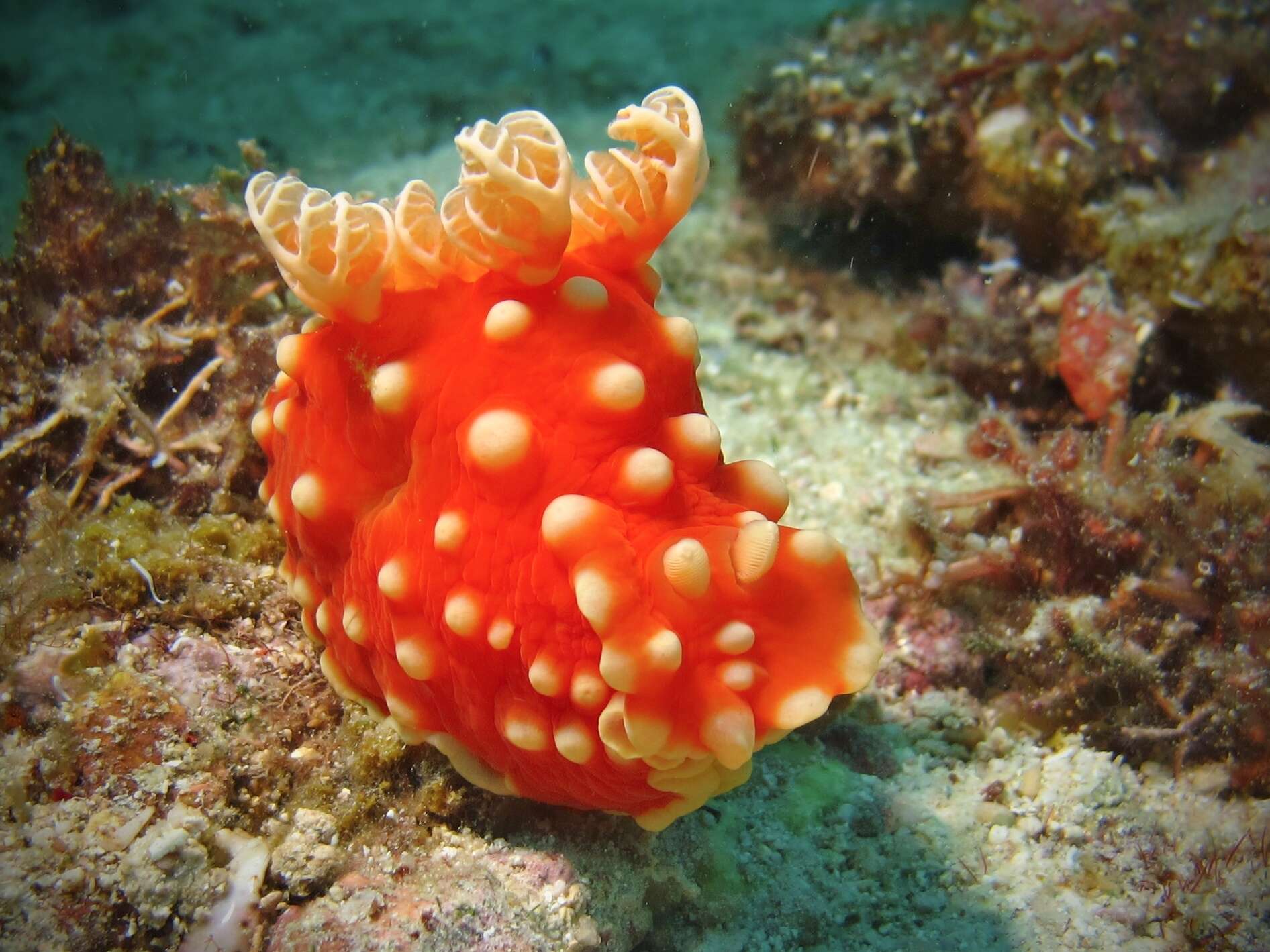 Image of Yellow spot fat red slug