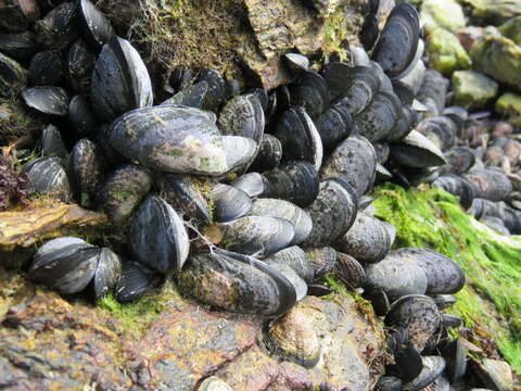 Image of Chilean blue mussel