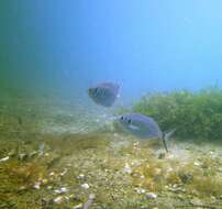 Image of Sand trevally