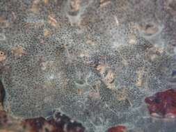 Image of Ascidian