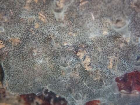 Image of Ascidian