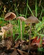 Image of Entoloma hebes (Romagn.) Trimbach 1981