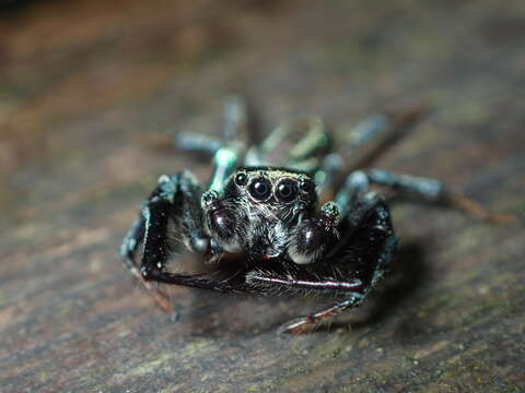 Image of Jumping spider